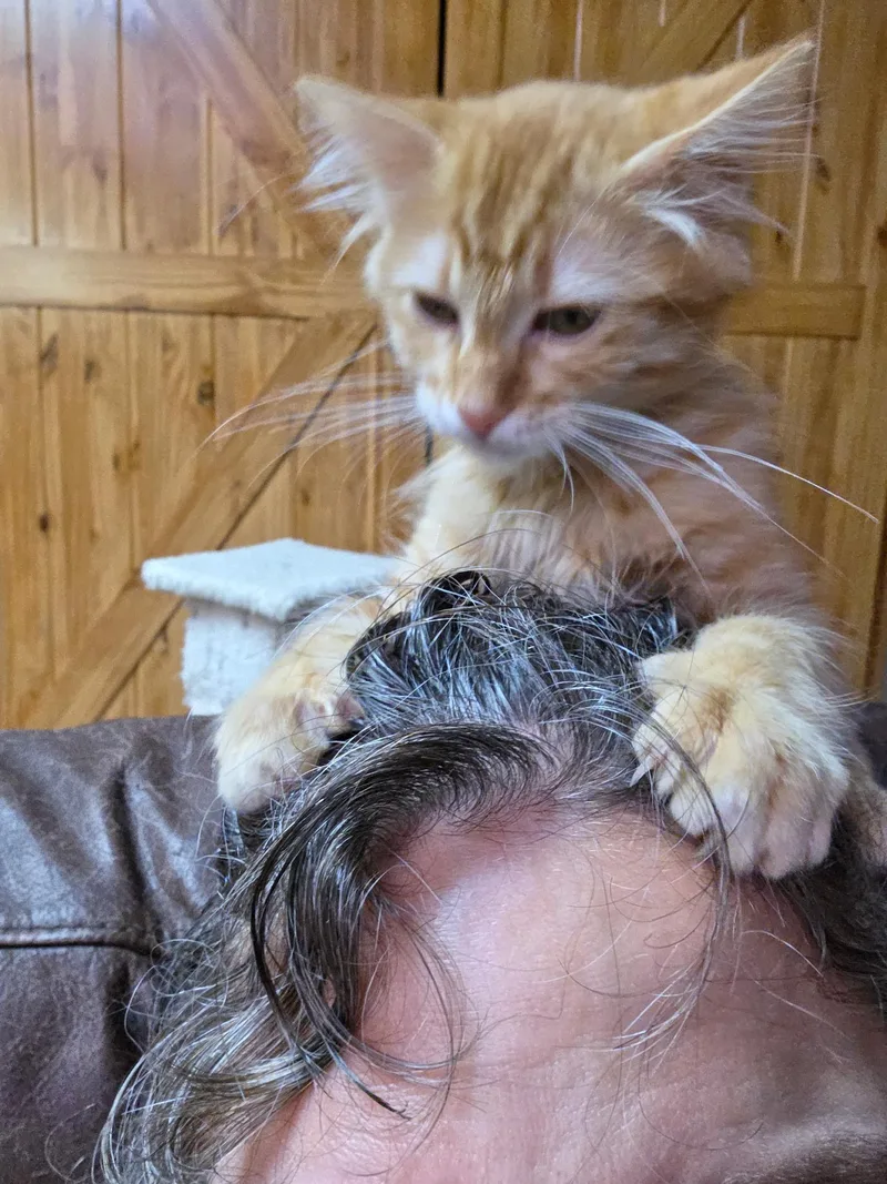 A baby small-sized male Tabby (Orange / Red) Domestic Long Hair cat named Aspen for adoption in Faribault, MN