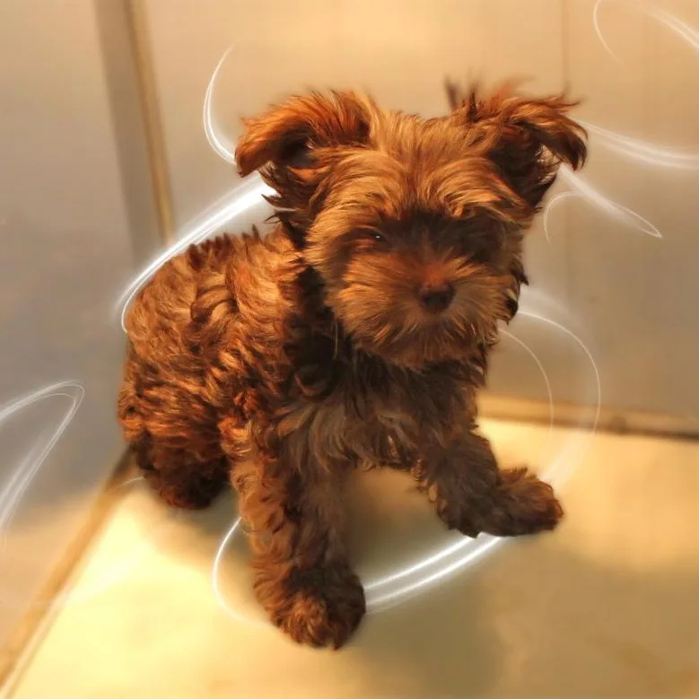 A baby small-sized male Brown / Chocolate Yorkshire Terrier dog named Cappy for adoption in Amelia, OH