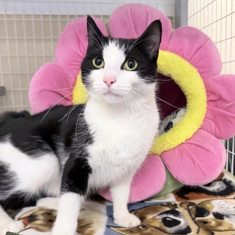 An adult medium-sized female Black Domestic Short Hair cat named Pebbles for adoption in Medford, OR