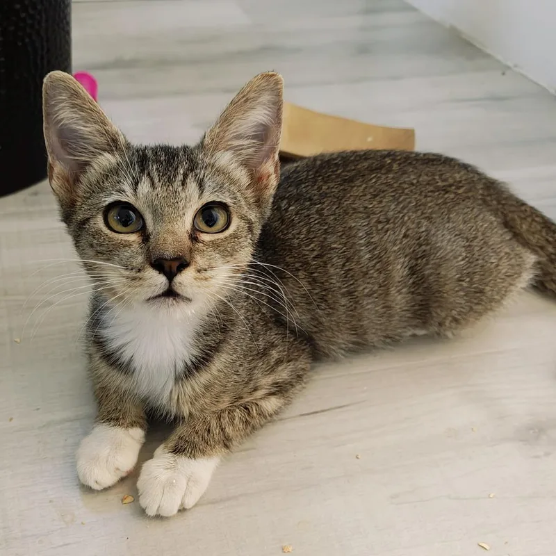 A baby small-sized female Brown / Chocolate Domestic Short Hair cat named Biscuit for adoption in Parkland, FL