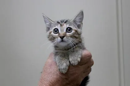 A baby small-sized female Domestic Short Hair cat named Glimmer for adoption in Brunswick, GA