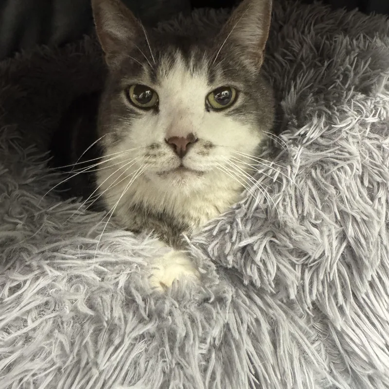 An adult small-sized male Domestic Short Hair cat named Levi for adoption in Crystal Lake, IL