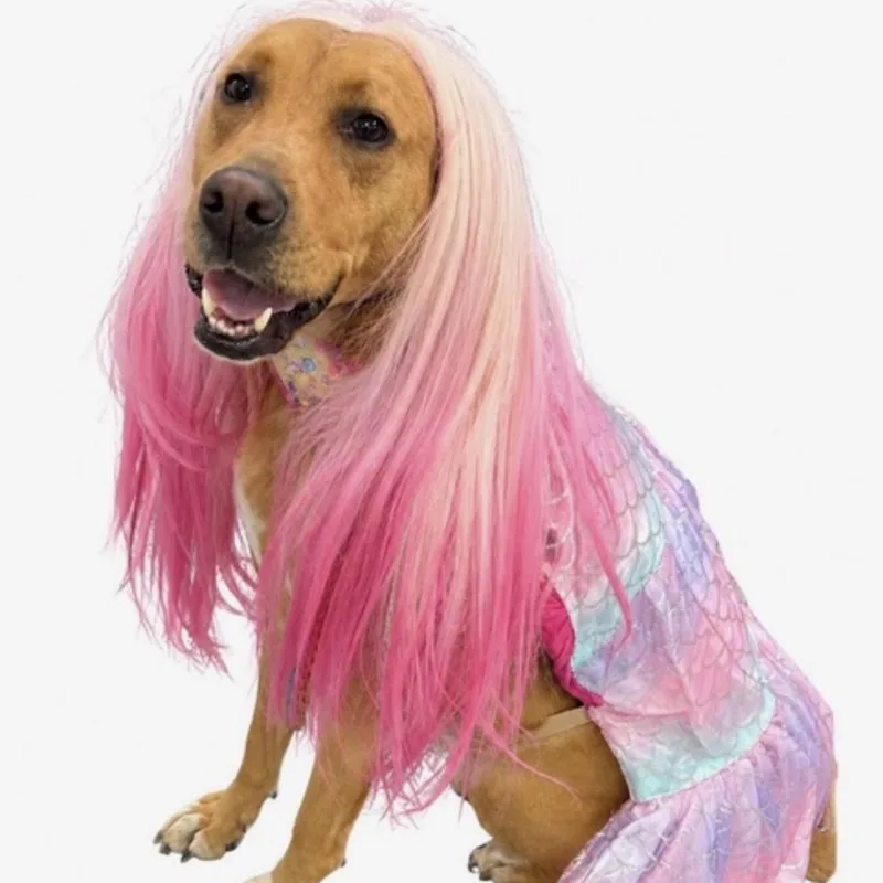 An adult large-sized female Labrador Retriever dog named Sriracha for adoption in Cranston, RI
