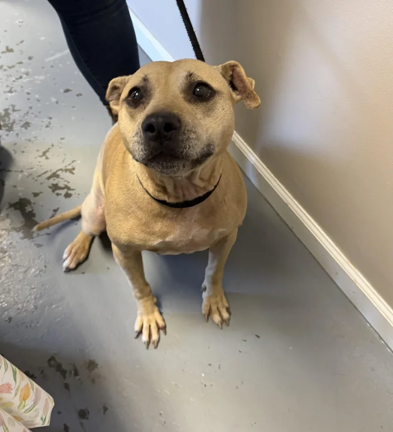 A senior medium-sized female Yellow / Tan / Blond / Fawn Pit Bull Terrier dog named Swiss Roll for adoption in Berea, KY