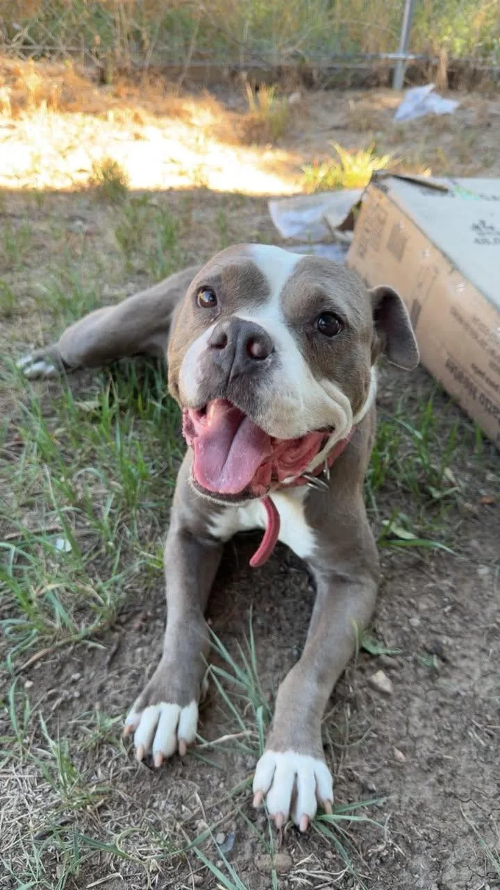 An adult medium-sized female Pit Bull Terrier dog named Maple for adoption in Las Vegas, NM