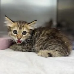 A baby small-sized female Brown / Chocolate Domestic Short Hair cat named Wisteria for adoption in Bullhead City, AZ