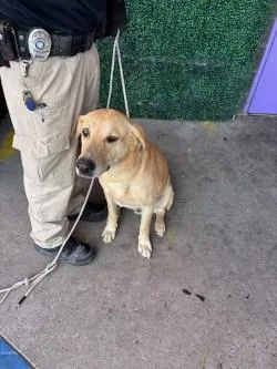 An adult large-sized male Yellow / Tan / Blond / Fawn Labrador Retriever dog named Dusty for adoption in El Paso, TX