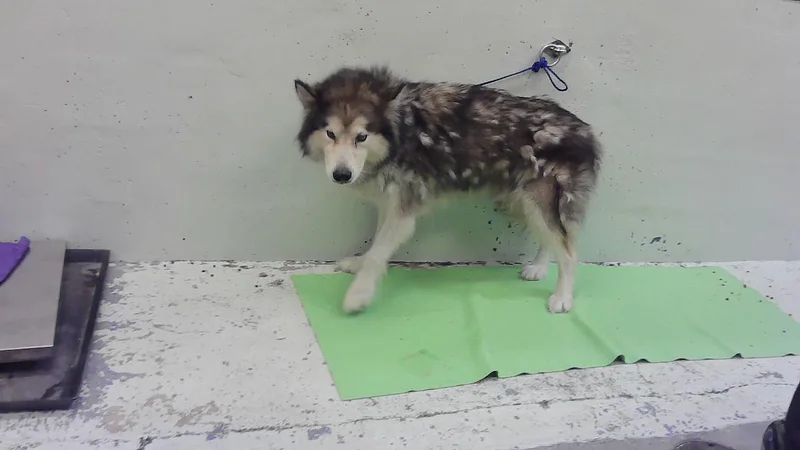 A young large-sized female Alaskan Malamute dog named Janis for adoption in Houston, TX