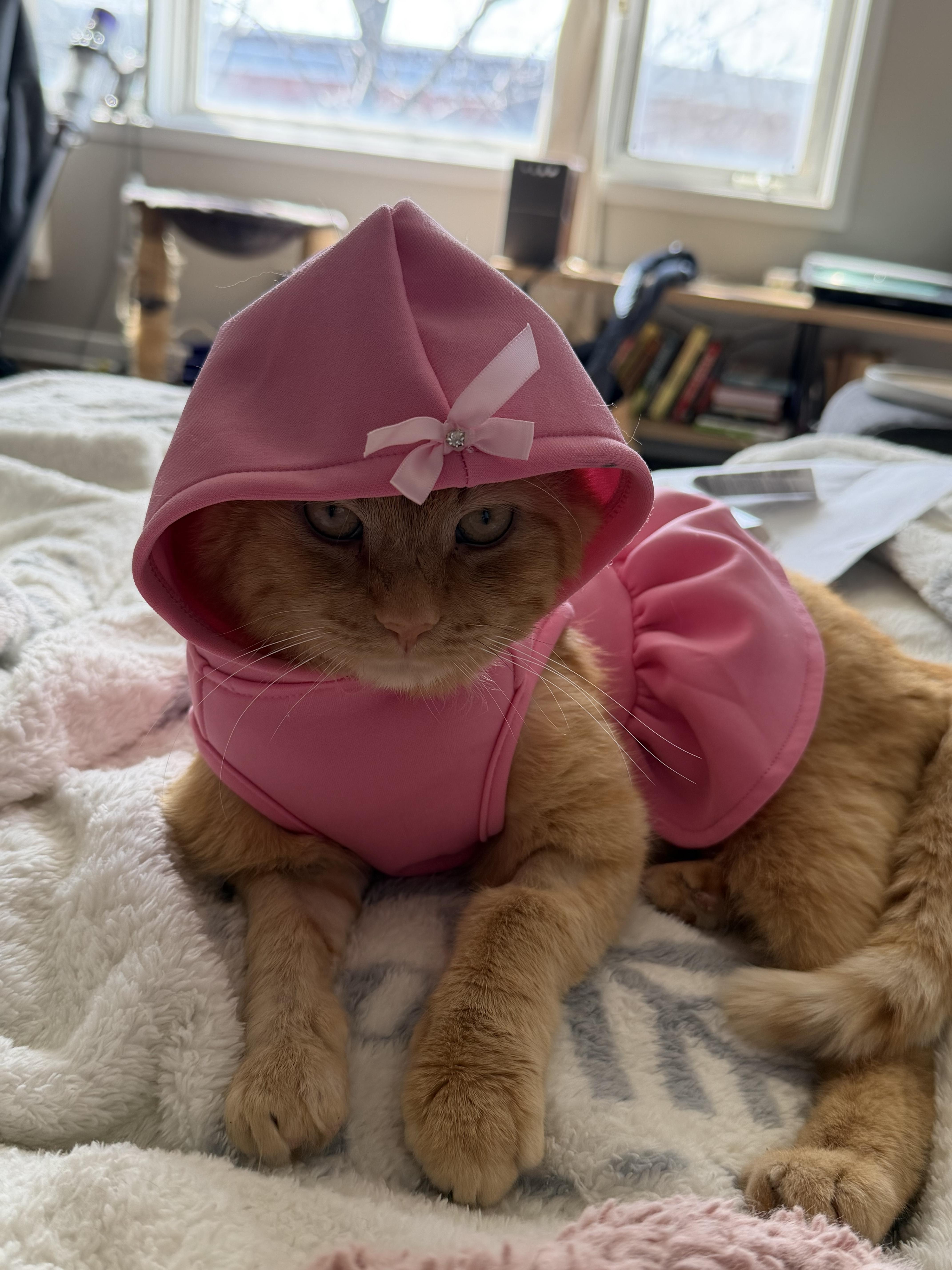 An adult medium-sized male Orange / Red Domestic Short Hair cat named Don Purrleone for adoption in Chicago, IL