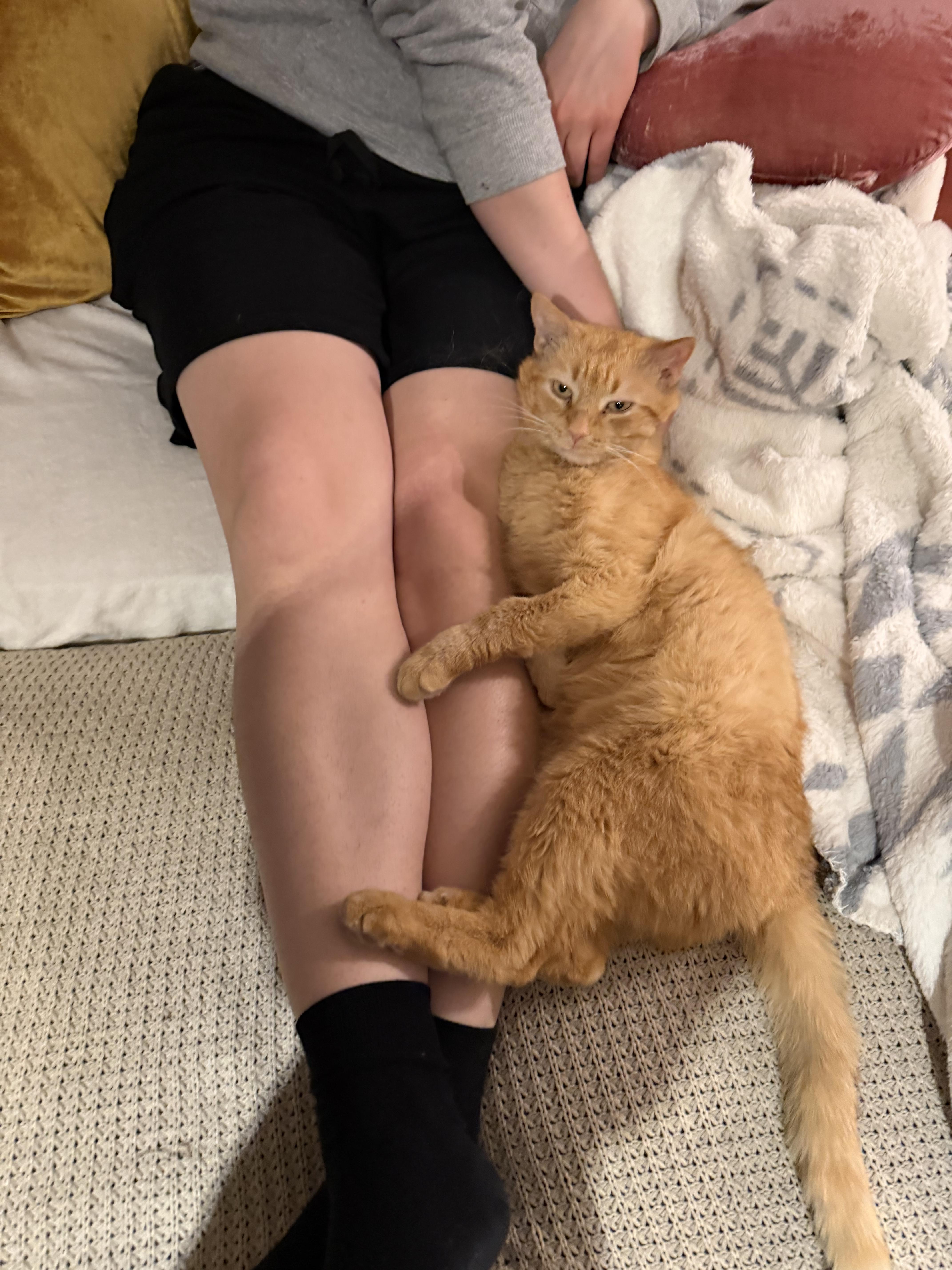Don Purrleone thumbnail 3