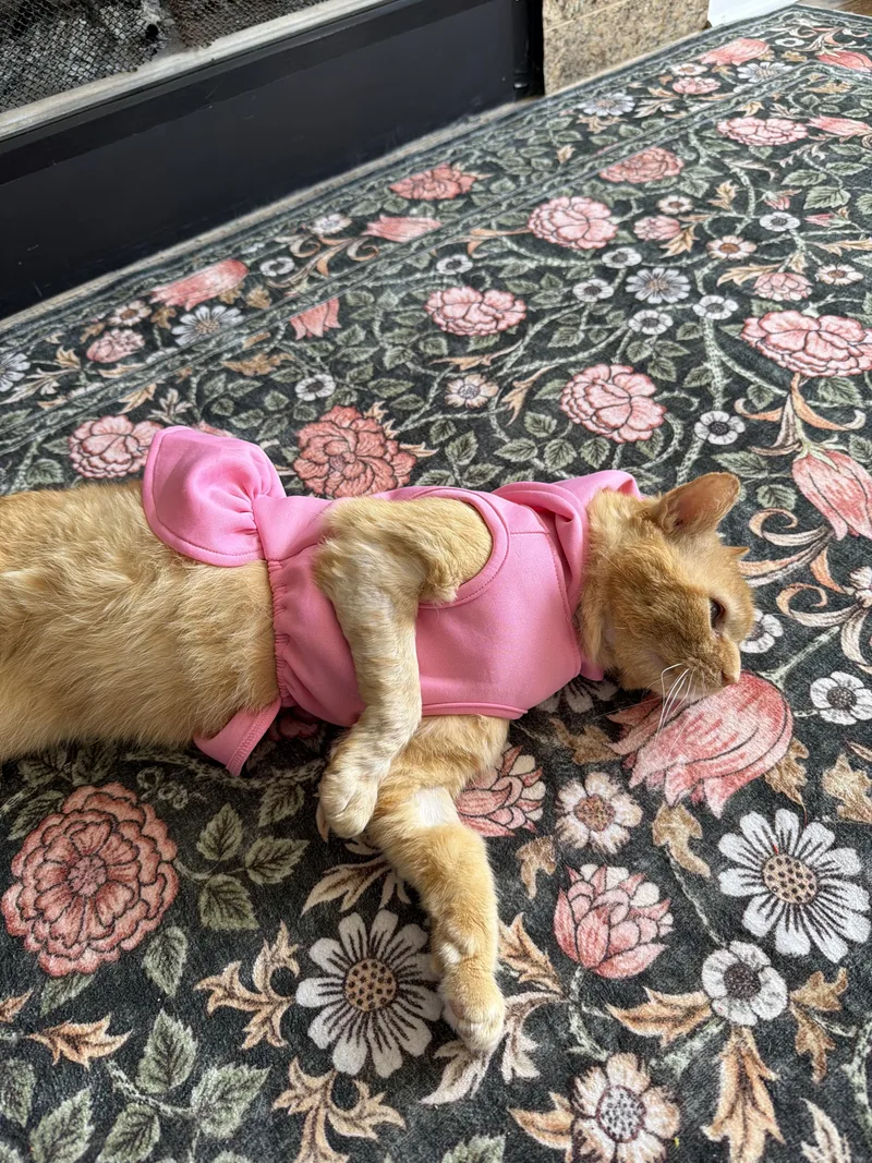 Don Purrleone thumbnail 5