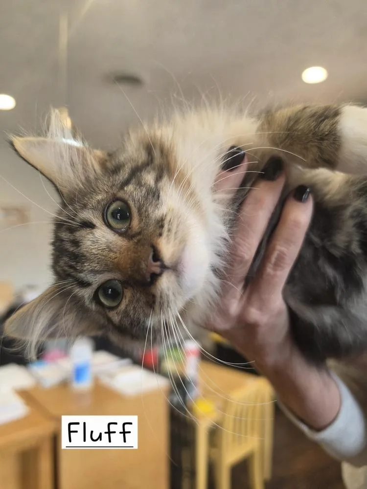 A baby small-sized female White Domestic Long Hair cat named Fluff for adoption in Metamora, IL