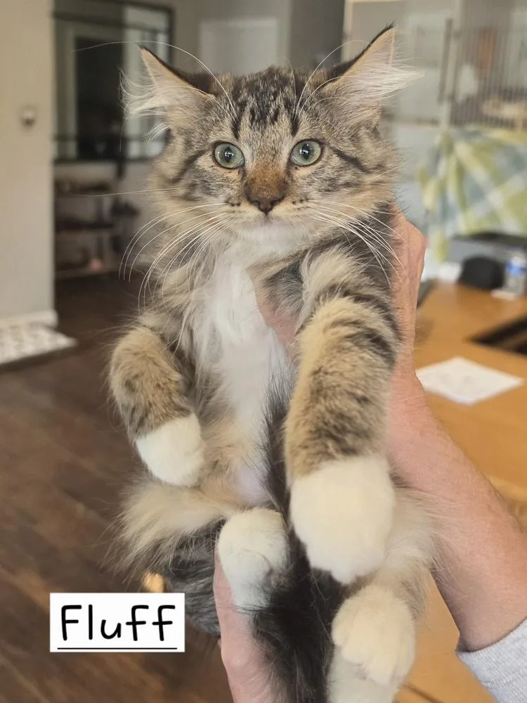 Fluff    thumbnail 2