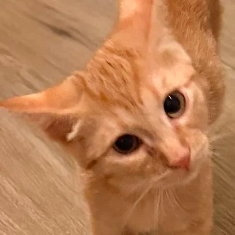 A baby medium-sized male Tabby (Orange / Red) Domestic Short Hair cat named Otis for adoption in San Diego, CA