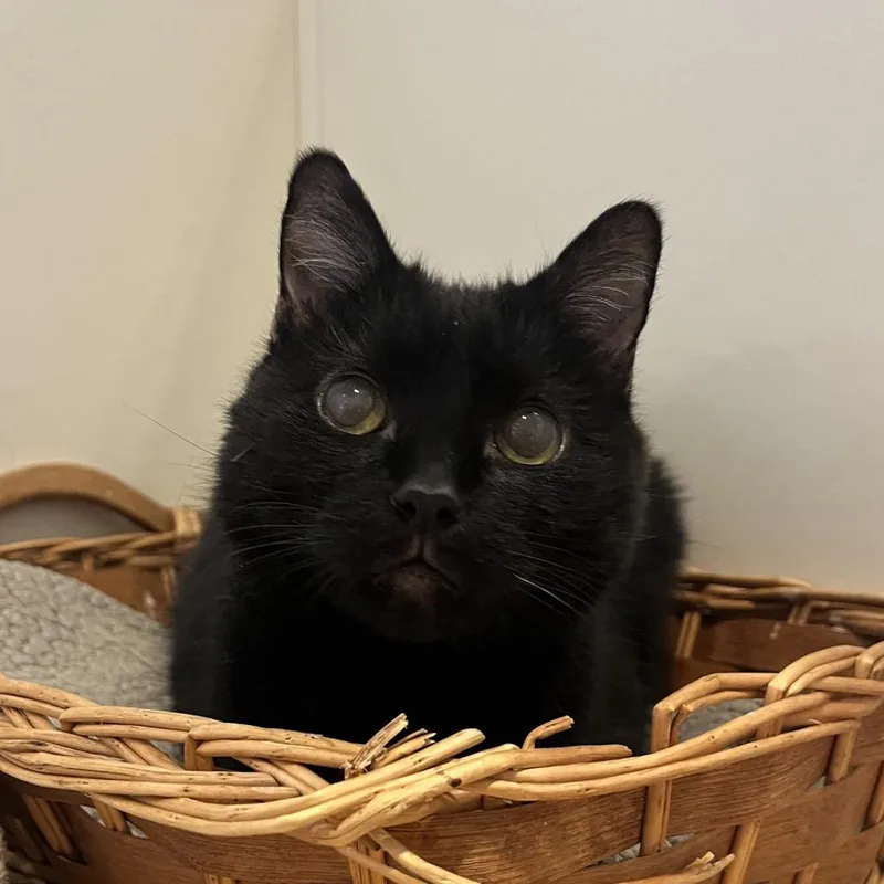 A senior small-sized female Black Domestic Short Hair cat named Folly for adoption in Chicago, IL