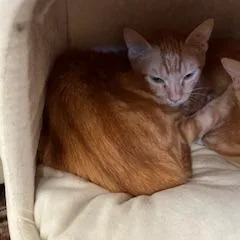 A baby medium-sized male Orange / Red Domestic Short Hair cat named Moscato for adoption in Buellton, CA