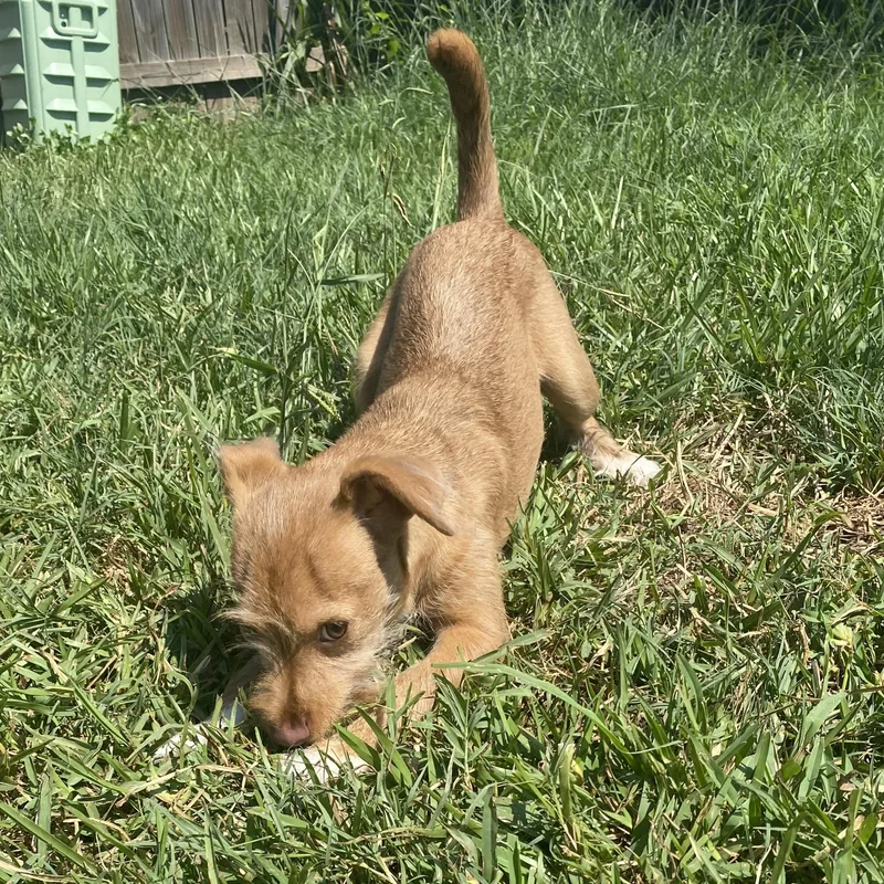 A baby small-sized male Jack Russell Terrier dog named Bamby for adoption in Liverpool, TX
