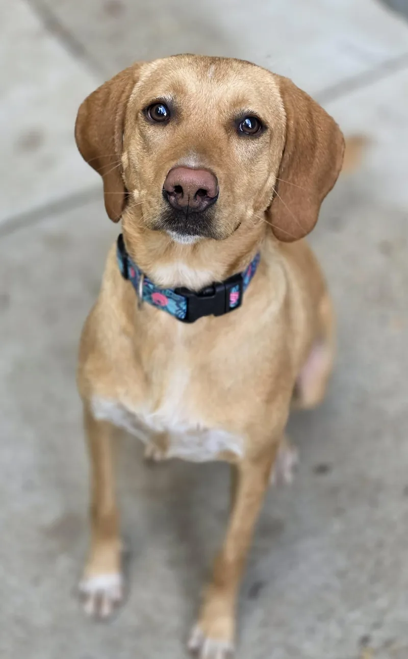 A young medium-sized female Labrador Retriever dog named Carmella for adoption in Woodsfield, OH