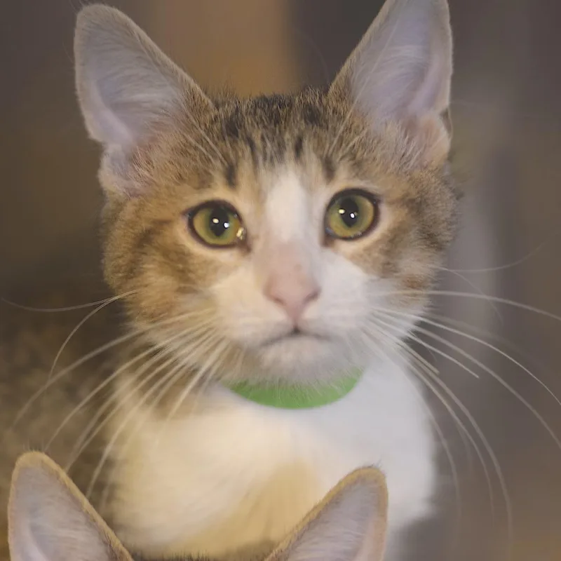 A baby small-sized male Brown / Chocolate Domestic Short Hair cat named Flint for adoption in Belleville, IL