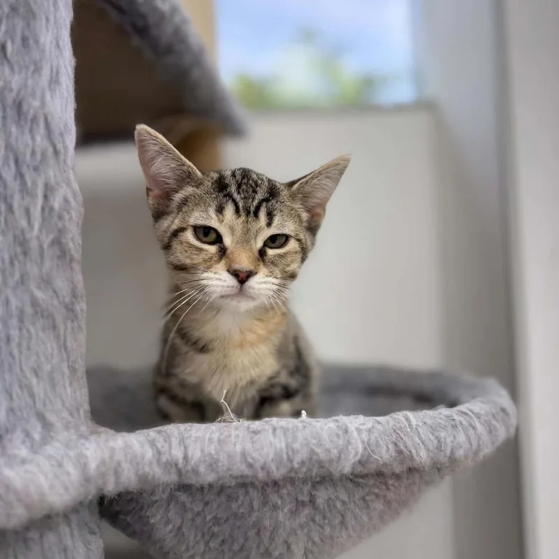 A baby small-sized female Domestic Short Hair cat named Makaela&melany for adoption in Portage, MI
