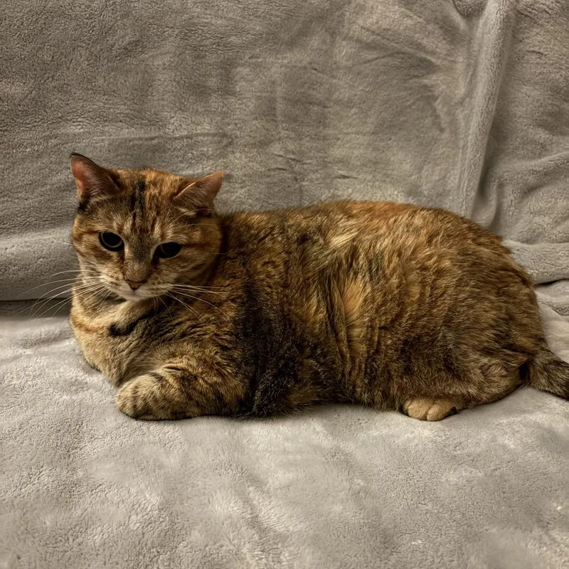 A senior extra large-sized female Torbie Domestic Short Hair cat named Millie for adoption in Pasadena, CA