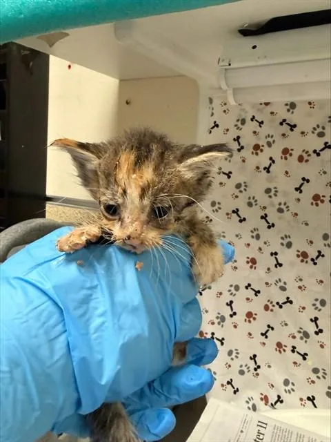 A baby small-sized female Domestic Short Hair cat named China for adoption in Riverside, CA