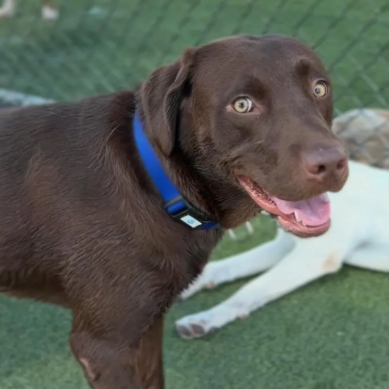 A young large-sized male Brown / Chocolate Labrador Retriever dog named Corazon A for adoption in Mission Hills, CA