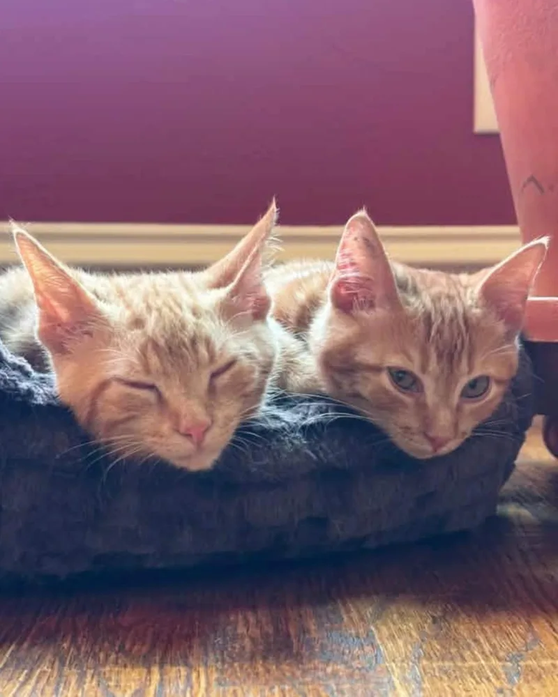 A young medium-sized male Orange / Red Domestic Short Hair cat named Bishop for adoption in Frisco, TX