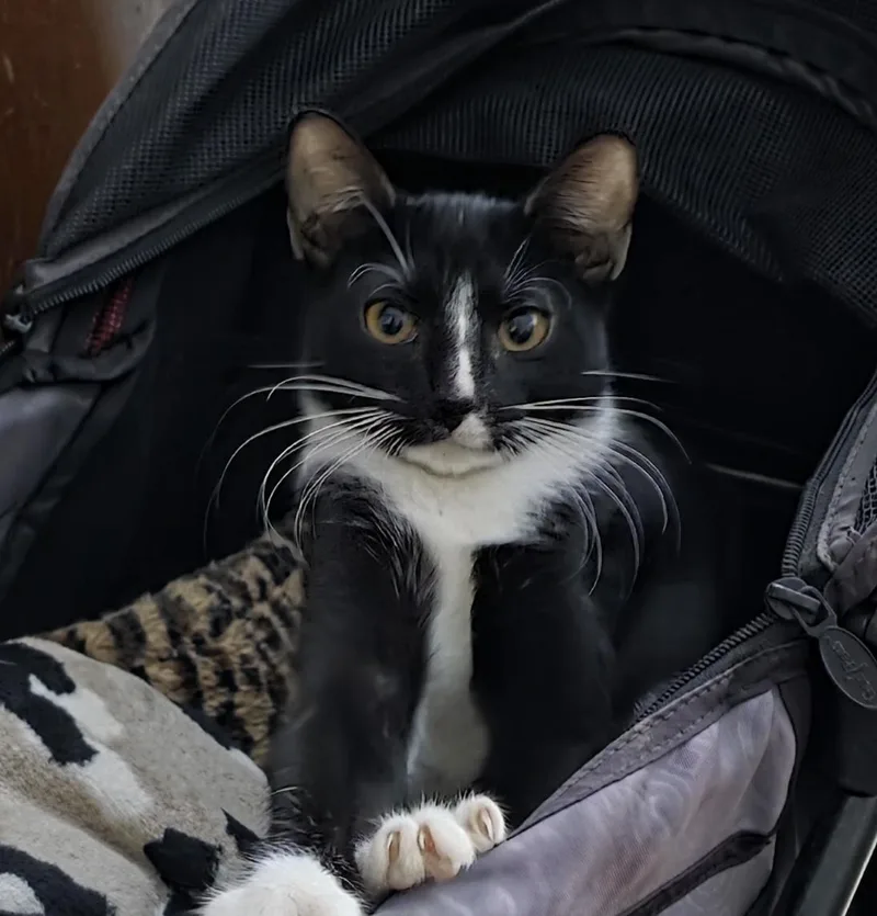 Miss Moppetmittens thumbnail 2