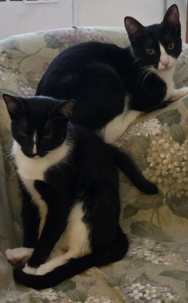 Miss Moppetmittens thumbnail 3