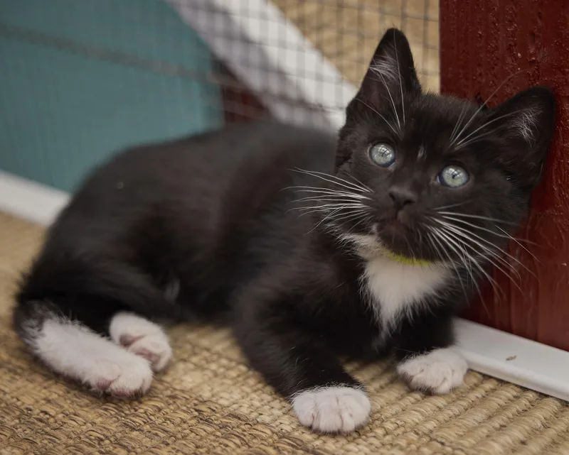 A baby medium-sized female Domestic Short Hair cat named Twyla for adoption in Santa Barbara, CA
