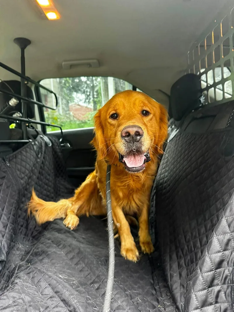 An adult medium-sized male Golden Retriever dog named McDevitt for adoption in Mansfield, OH