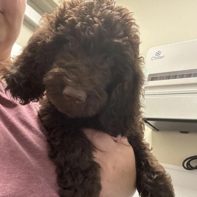 A baby medium-sized female Brown / Chocolate Poodle dog named Hershey for adoption in Tulsa, OK