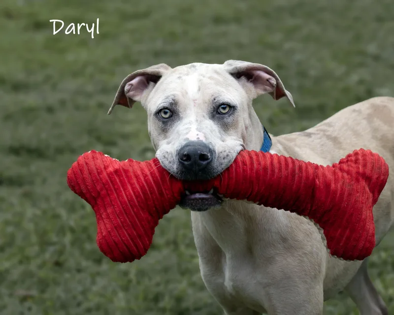 Daryl thumbnail 3