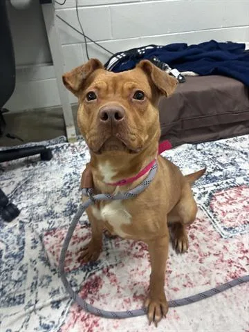 A young medium-sized female Pit Bull Terrier dog named Kanga for adoption in Dayton, OH