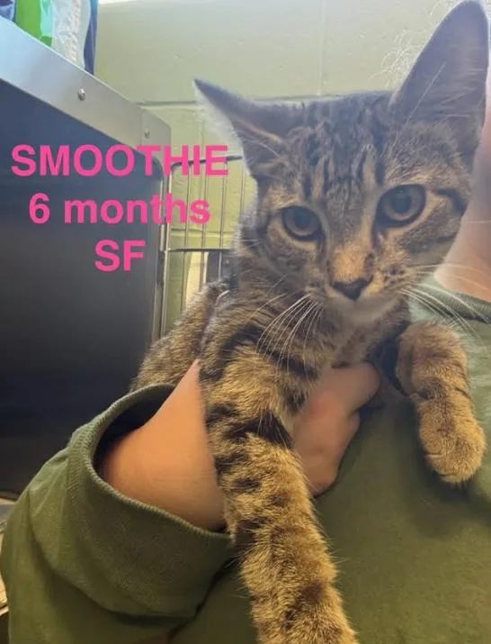A young small-sized female Tabby (Brown / Chocolate) Domestic Short Hair cat named Smoothie for adoption in Cicero, IL
