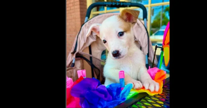 A baby small-sized female Tricolor (Brown, Black, & White) Mixed Breed dog named Nevada Pups: Nora for adoption in Dallas, TX