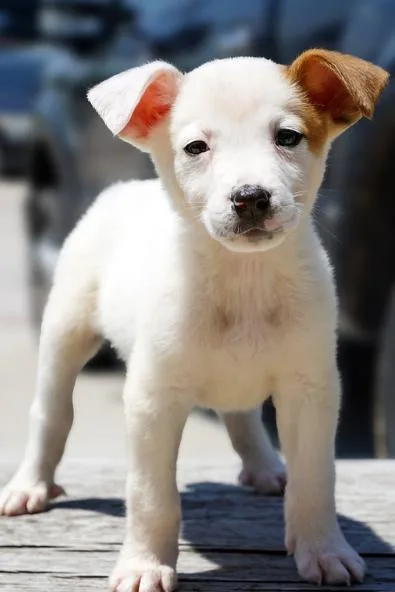 Nevada Pups: Nora thumbnail 2