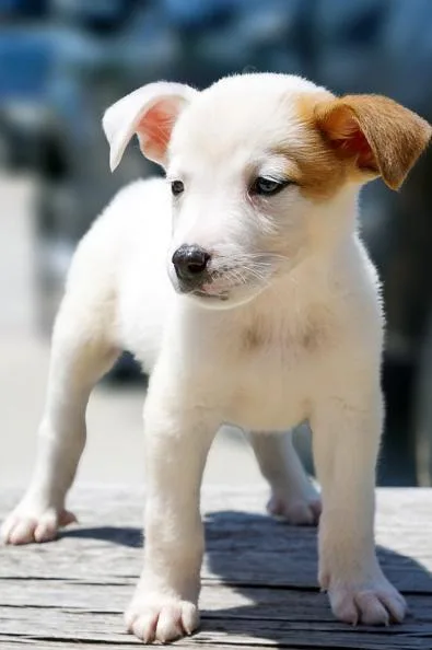Nevada Pups: Nora thumbnail 5