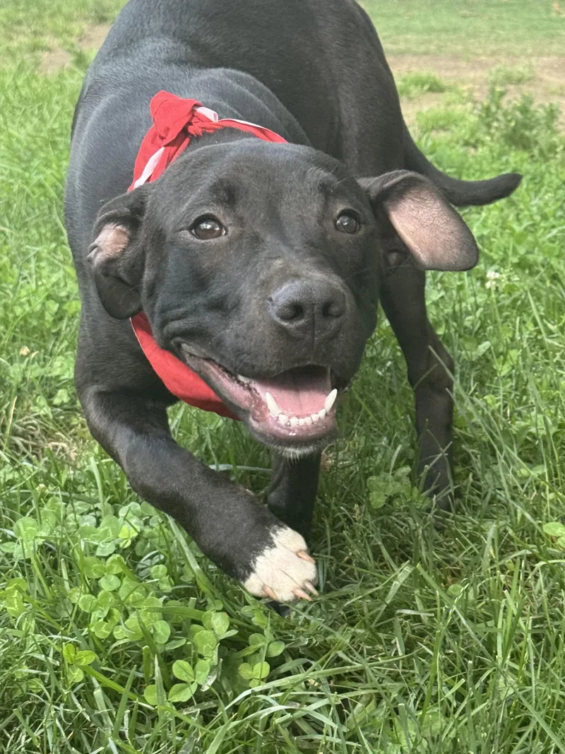 A baby medium-sized female Black Pit Bull Terrier dog named Georgia for adoption in Anderson, IN