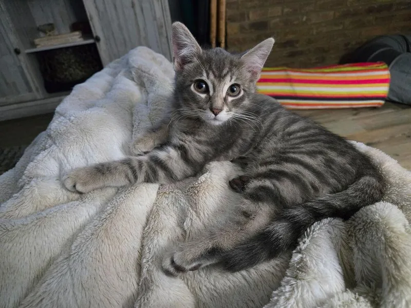 A baby small-sized male Domestic Short Hair cat named Shady for adoption in Dallas, TX