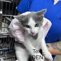 A baby medium-sized male Gray / Blue / Silver Domestic Short Hair cat named Dennis for adoption in Marble, NC