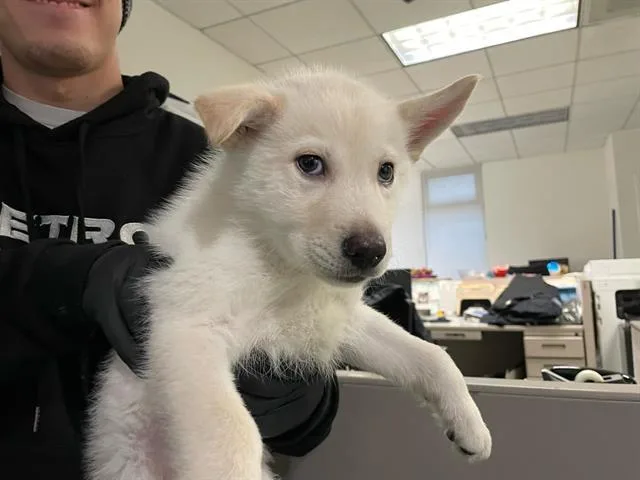 Mochi