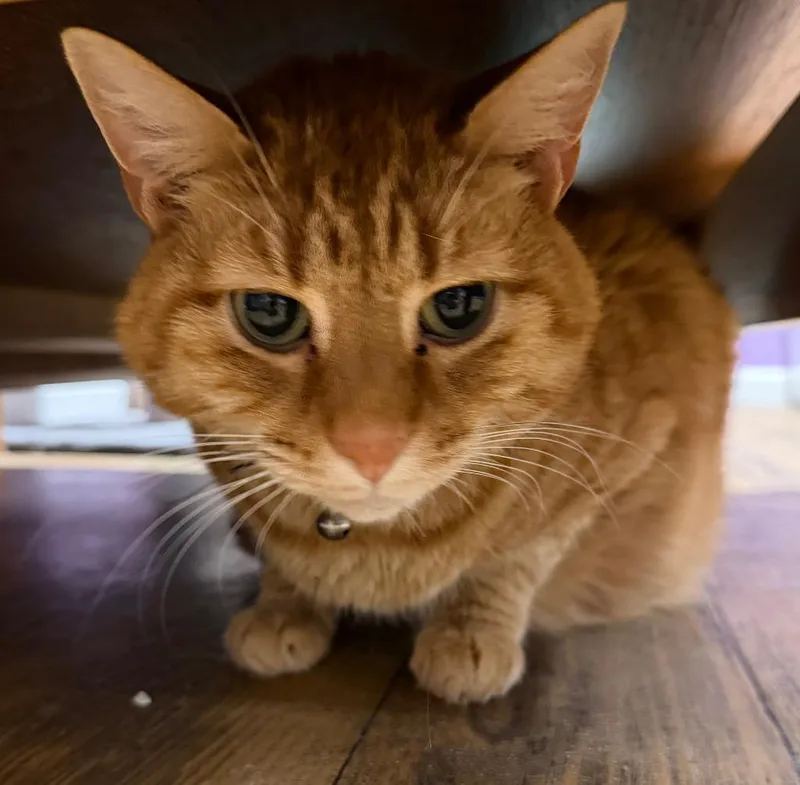 A senior large-sized male Domestic Short Hair cat named Clark for adoption in Cambridge, MD