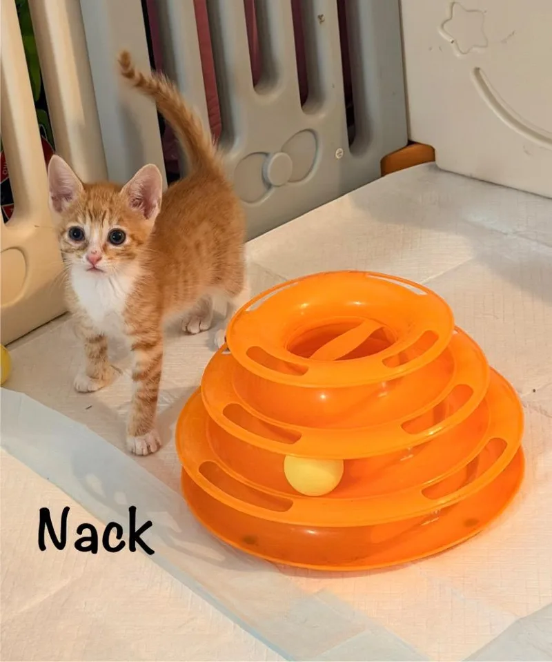 A baby medium-sized male Domestic Short Hair cat named Nack for adoption in Hoover , AL