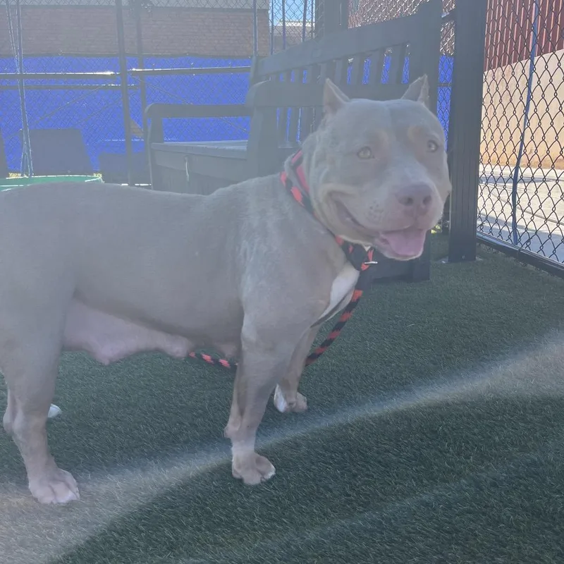 An adult medium-sized female Gray / Blue / Silver Mixed Breed dog named Zula for adoption in Medford, NJ