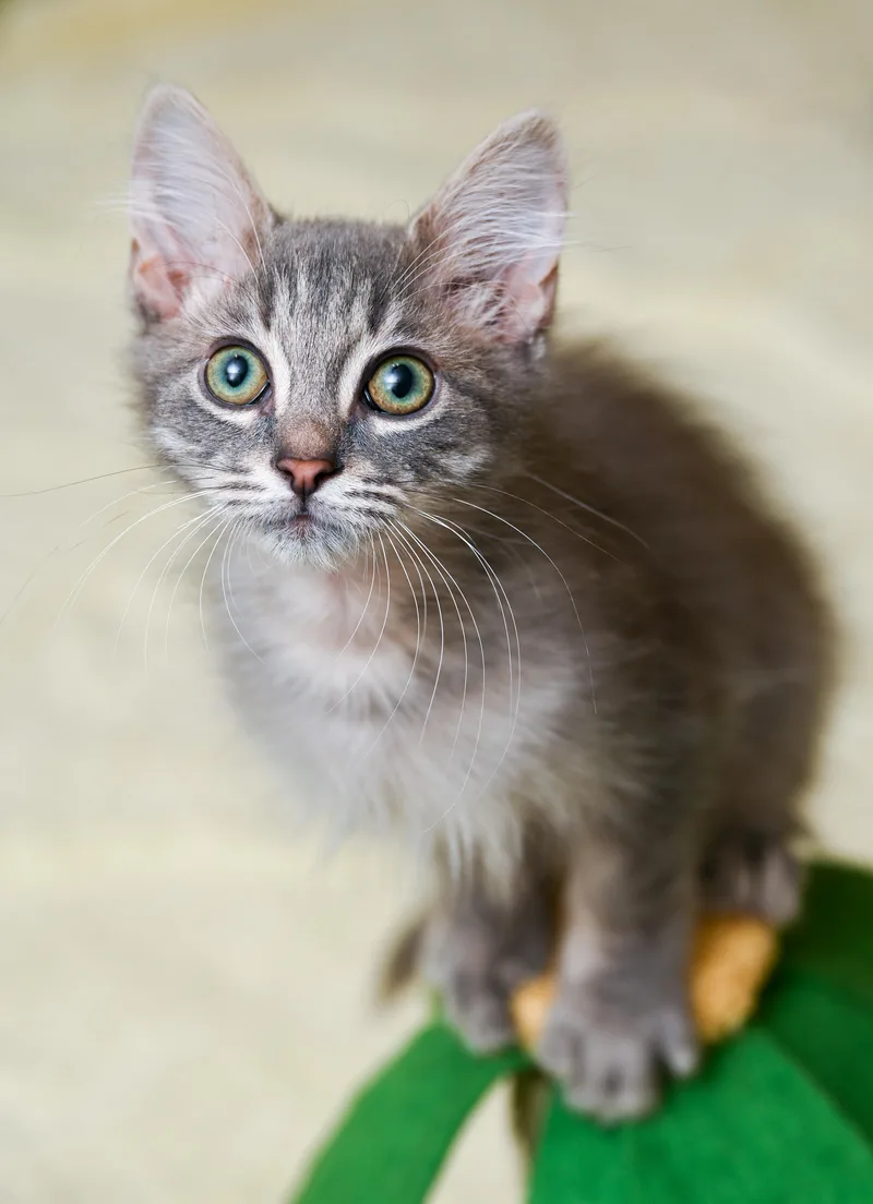 A baby medium-sized male Tabby (Gray / Blue / Silver) Domestic Medium Hair cat named Cheerios for adoption in Chattanooga, TN