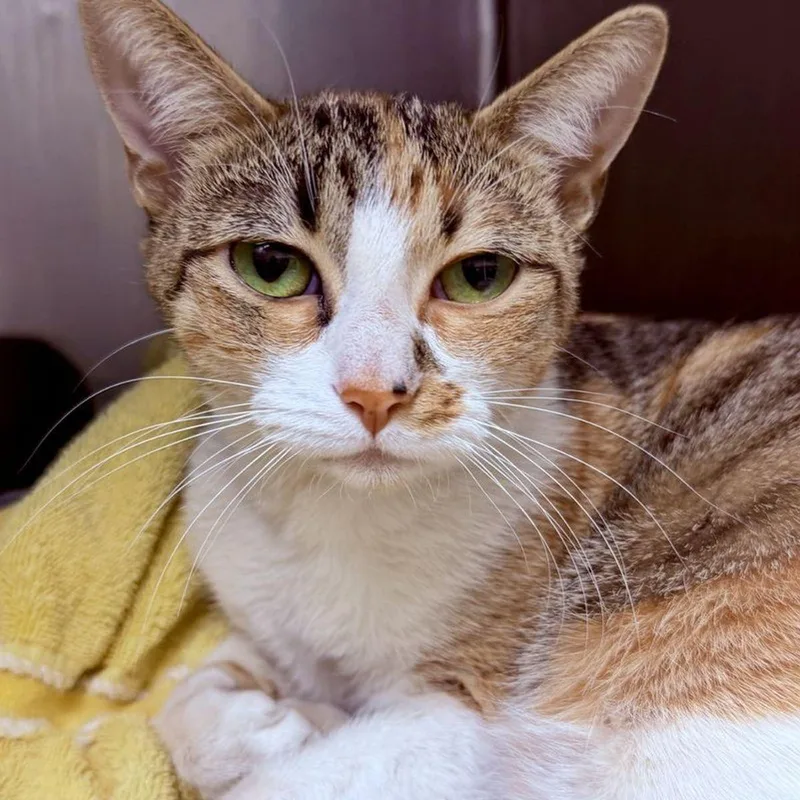 An adult medium-sized female Calico Domestic Short Hair cat named Goldie for adoption in Lake Havasu City, AZ