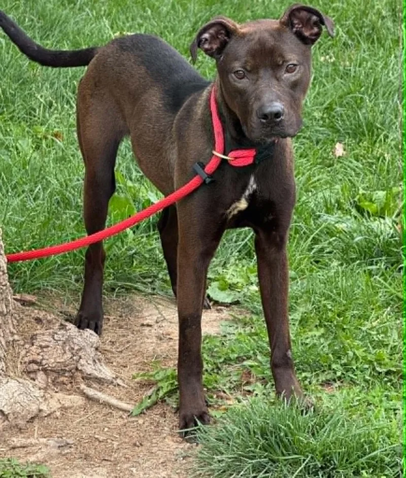 Kahlua
