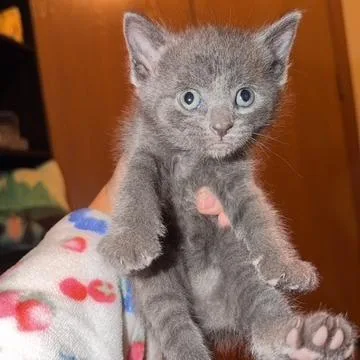 Ash